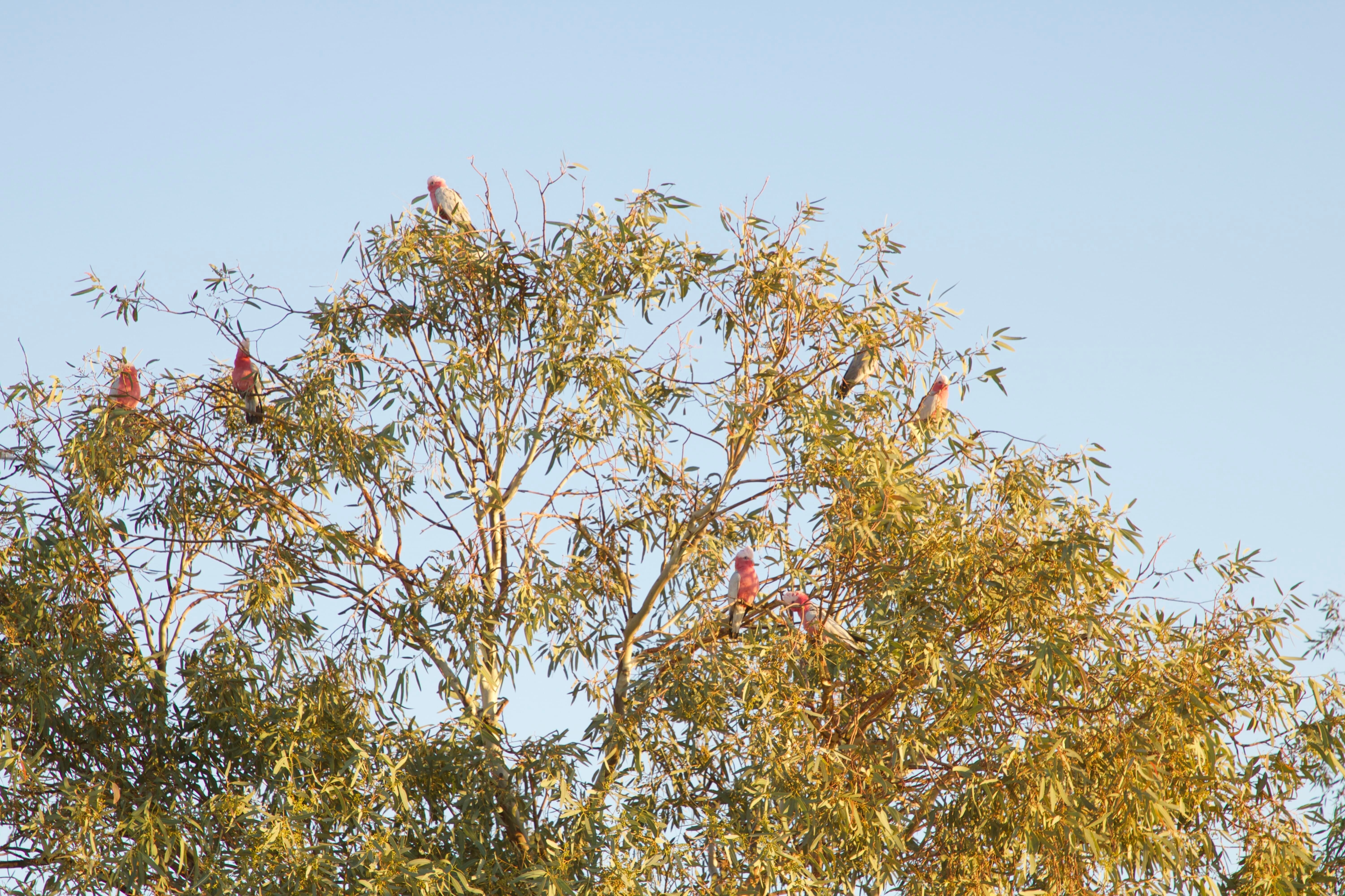 William Creek Galahs