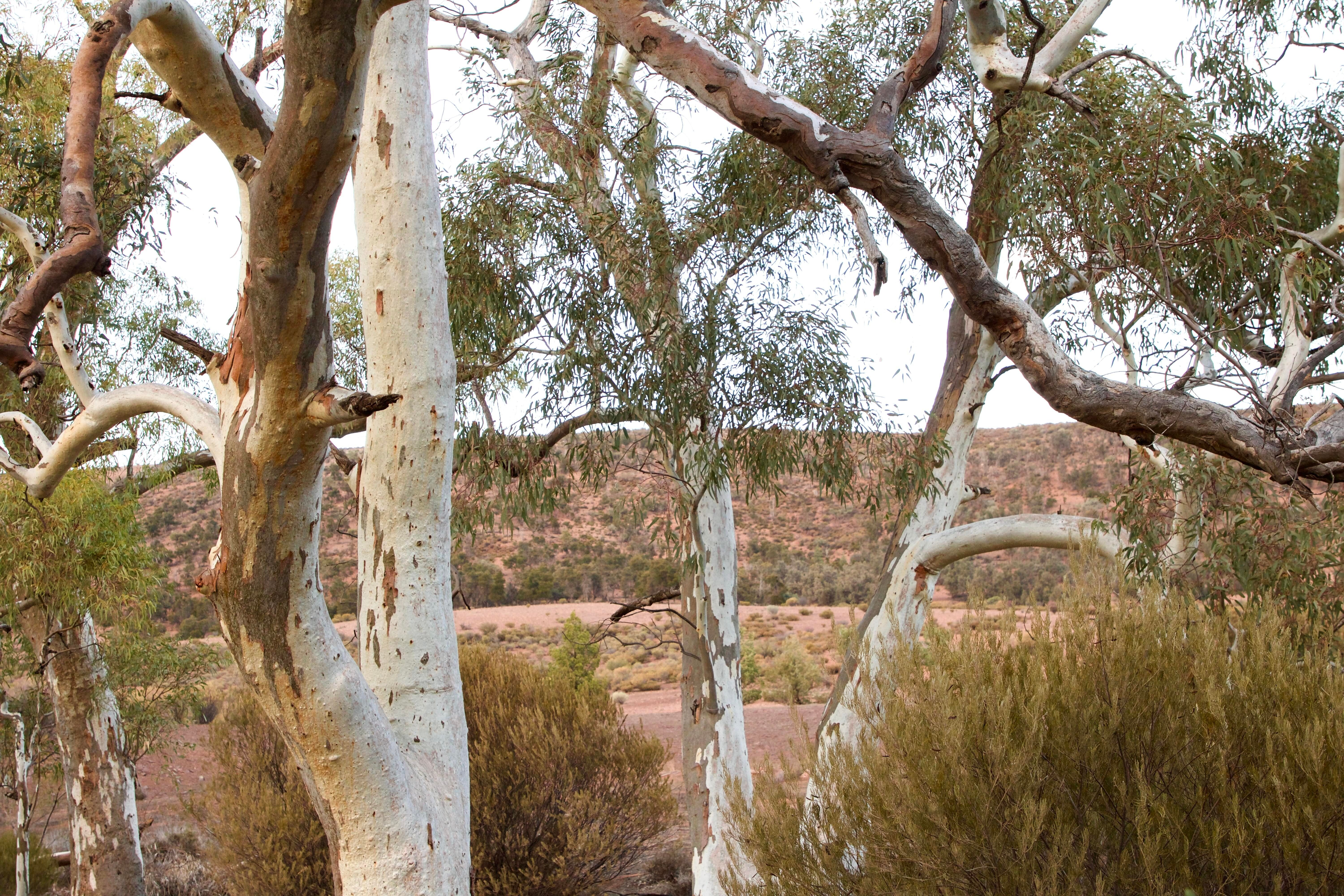 Morning, Flinders Ranges