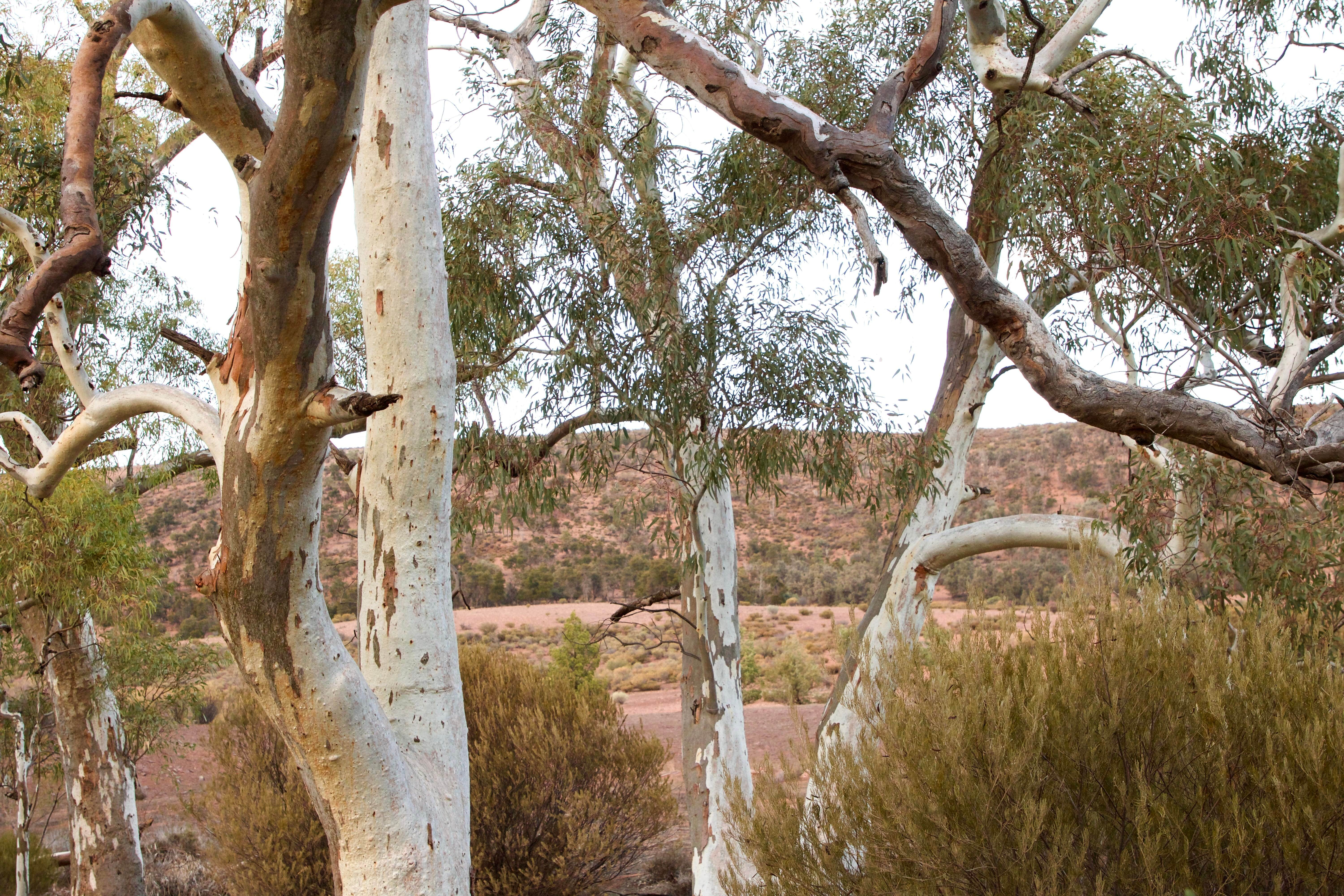 Morning, Flinders Ranges