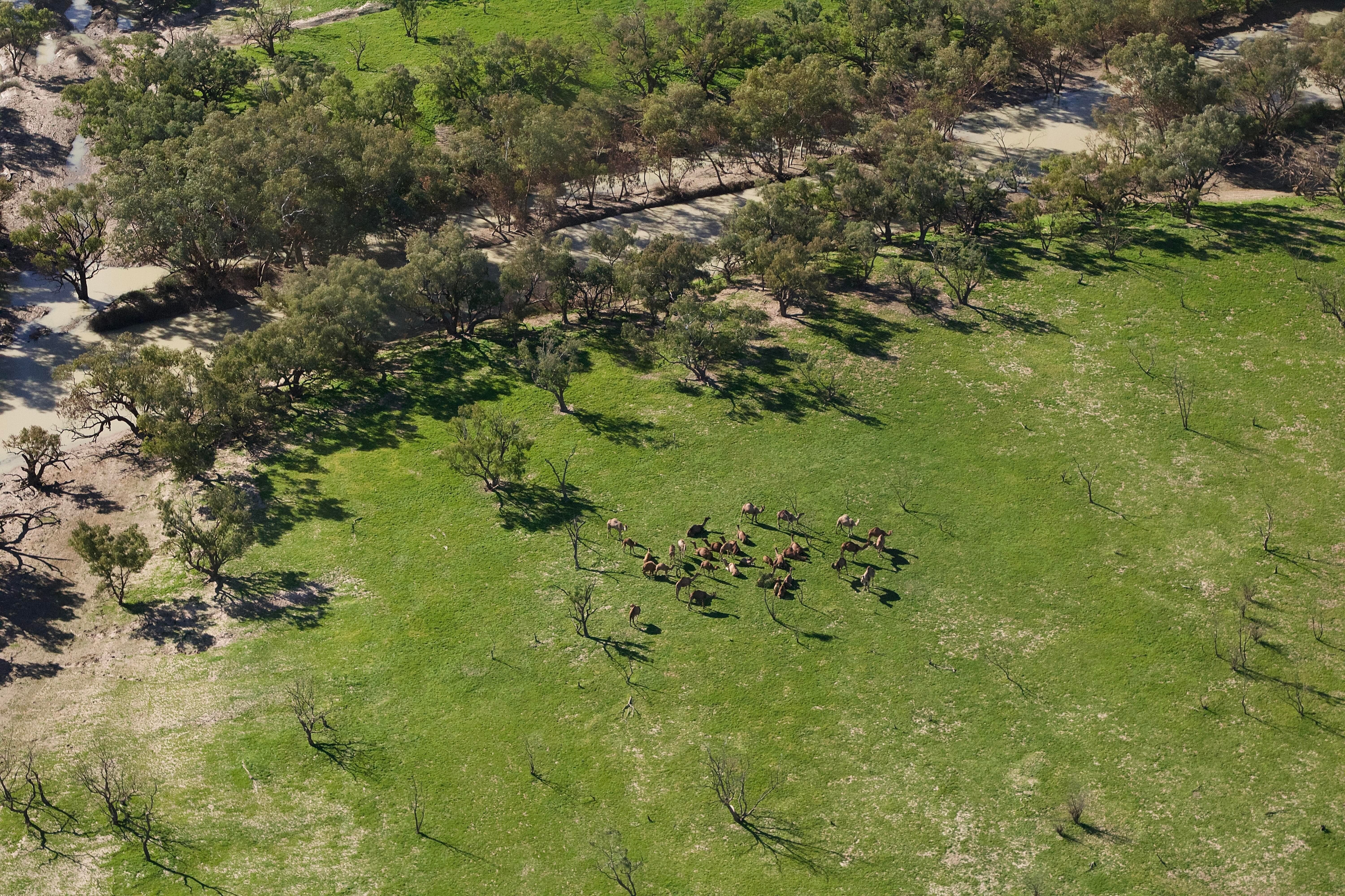 Camels at the dig tree 2025